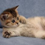 cute-kitten-kittens-16123796-1280-800